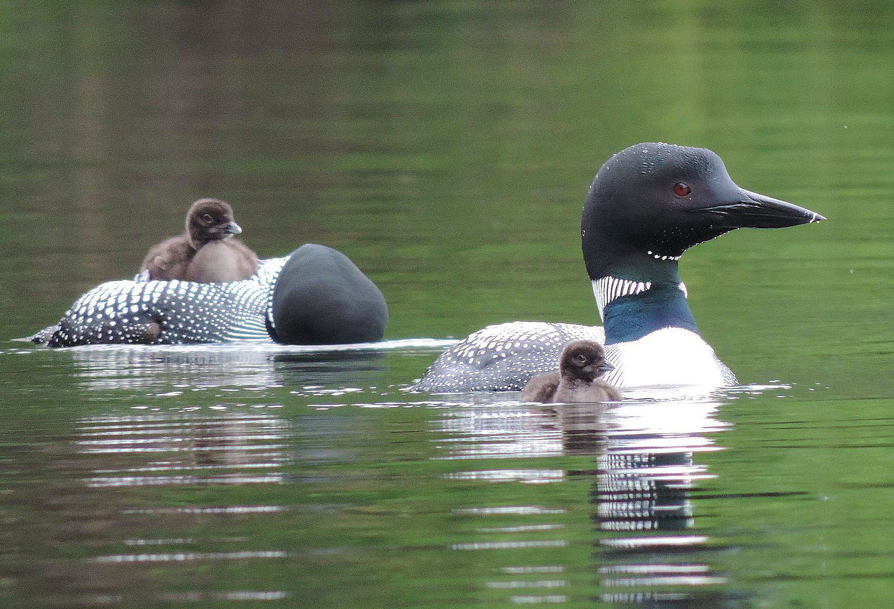 NH Audobon's Hoyt Wildlife Sanctuary